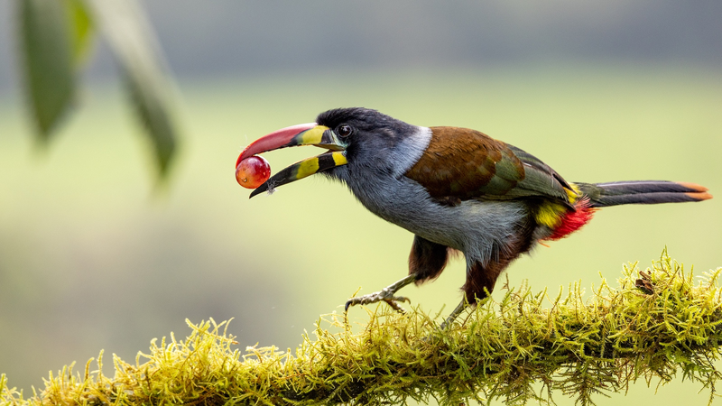 Une étude du continent chinois révèle la tolérance des passereaux aux fruits acides Une étude du continent chinois révèle la tolérance des passereaux aux fruits acides