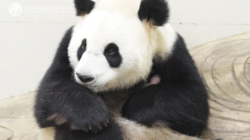 Premier bébé panda de 2025 né à la base de conservation du Sichuan Premier bébé panda de 2025 né à la base de conservation du Sichuan