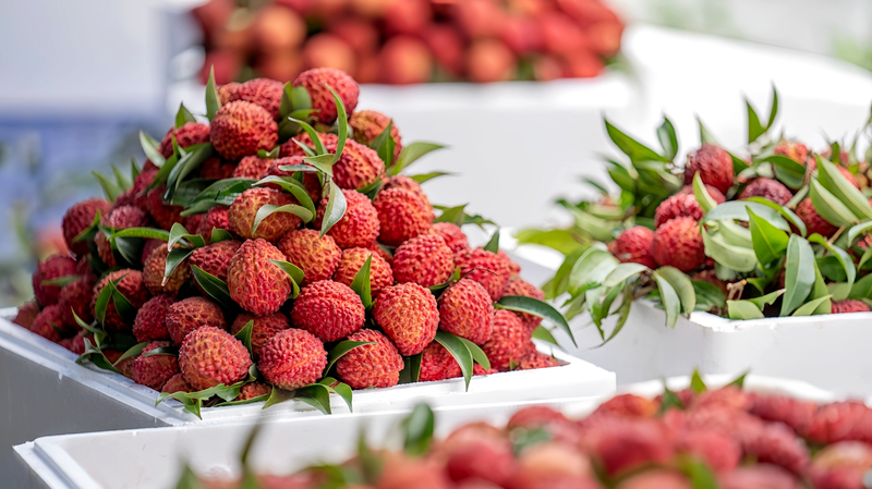 Les litchis volcaniques de Haikou : un doux élan pour le renouveau rural Les litchis volcaniques de Haikou : un doux élan pour le renouveau rural