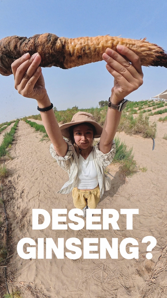 Cistanche : Ginseng du désert enracinant la déforestation dans le Xinjiang Cistanche : Ginseng du désert enracinant la déforestation dans le Xinjiang video poster