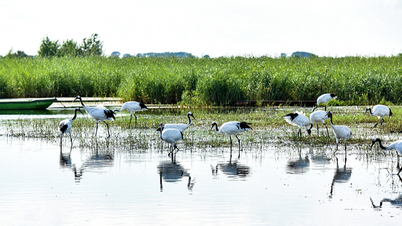 Zhalong : Havre de paix pour les grues et les oiseaux migrateurs Zhalong___Havre_de_paix_pour_les_grues_et_les_oiseaux_migrateurs