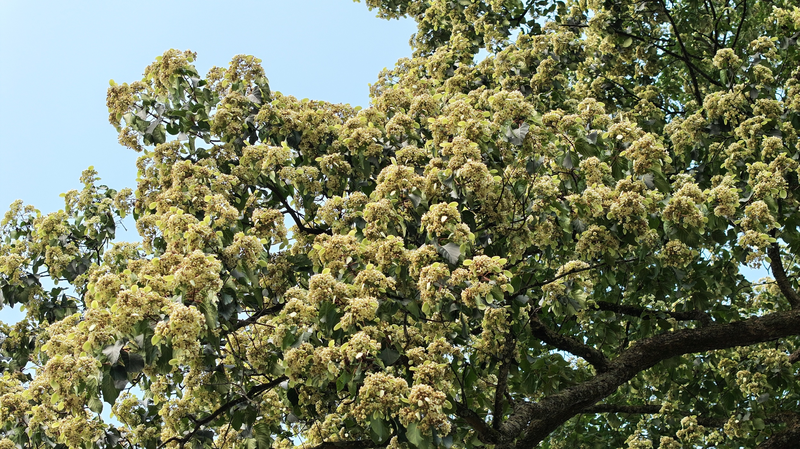 L’Emmenopterys henryi de 1 000 ans du Guizhou éclate en fleurs L'Emmenopterys henryi de 1 000 ans du Guizhou éclate en fleurs