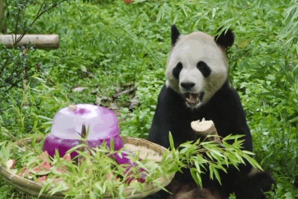 Panda Maozhu fête ses 11 ans avec un festin festif à Kunming Panda Maozhu fête ses 11 ans avec un festin festif à Kunming video poster