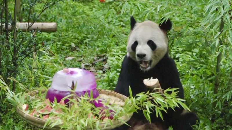 Panda Maozhu fête ses 11 ans avec un festin festif à Kunming video poster