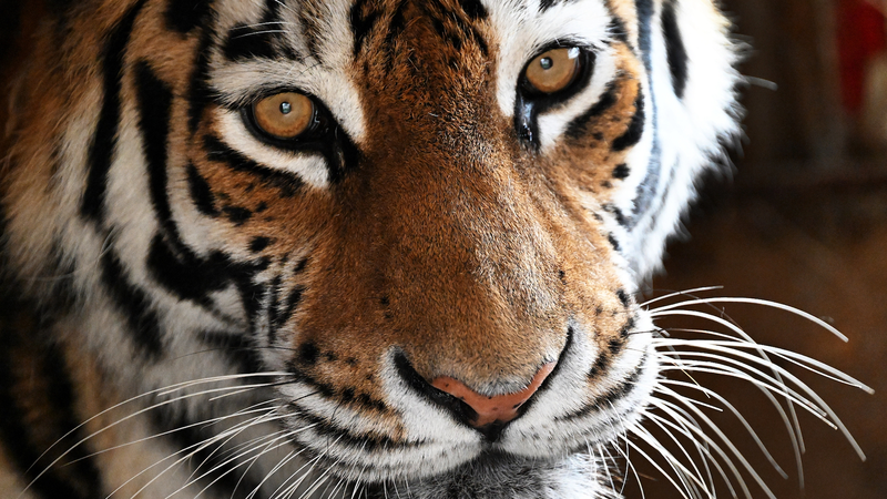 Nouveau guide sino-russe pour réduire le conflit homme-tigre Nouveau guide sino-russe pour réduire le conflit homme-tigre