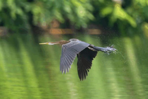 Première observation de l’Anhinga indien dans les zones humides de Hainan Première observation de l'Anhinga indien dans les zones humides de Hainan video poster