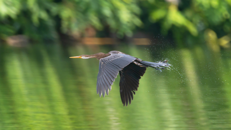 Première observation de l'Anhinga indien dans les zones humides de Hainan video poster