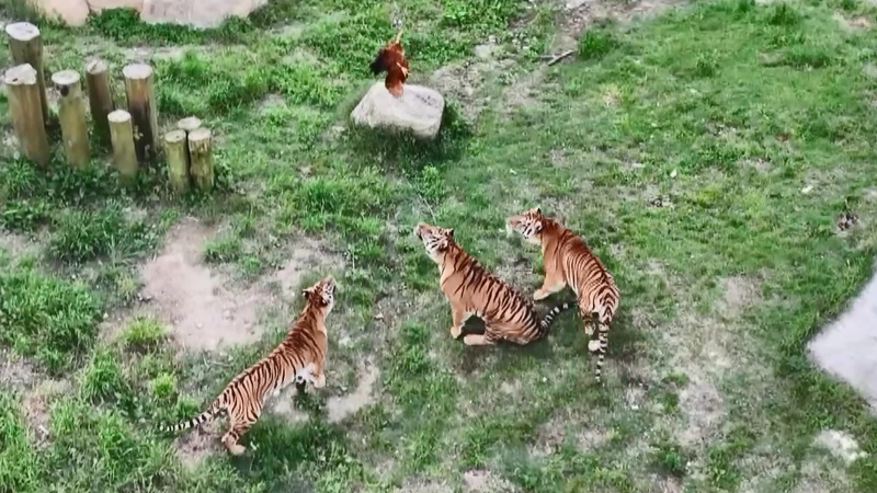Le ‘jardin d’enfants’ des tigres du Fujian apprend des compétences de survie aux petits Le 'jardin d'enfants' des tigres du Fujian apprend des compétences de survie aux petits video poster
