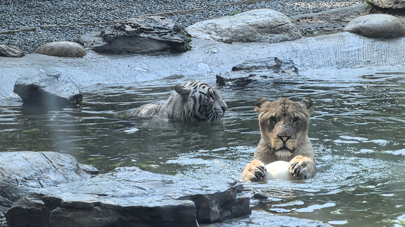 Compagnons improbables : un lion et un tigre jouent au ballon au parc animalier de Pékin Compagnons improbables : un lion et un tigre jouent au ballon au parc animalier de Pékin