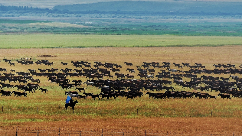 Les chevaux Ili tonnent à travers les prairies de Zhaosu Les chevaux Ili tonnent à travers les prairies de Zhaosu video poster