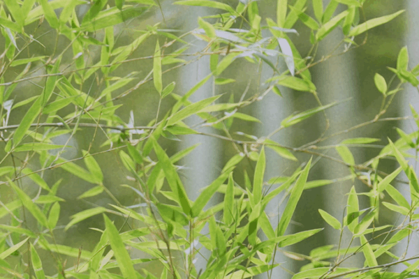 Anji : La Ville du Bambou sur le Continent Chinois Où les Rêves Verts Grandissent Anji : La Ville du Bambou sur le Continent Chinois Où les Rêves Verts Grandissent