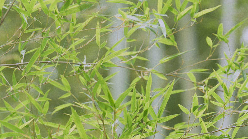 Anji : La Ville du Bambou sur le Continent Chinois Où les Rêves Verts Grandissent