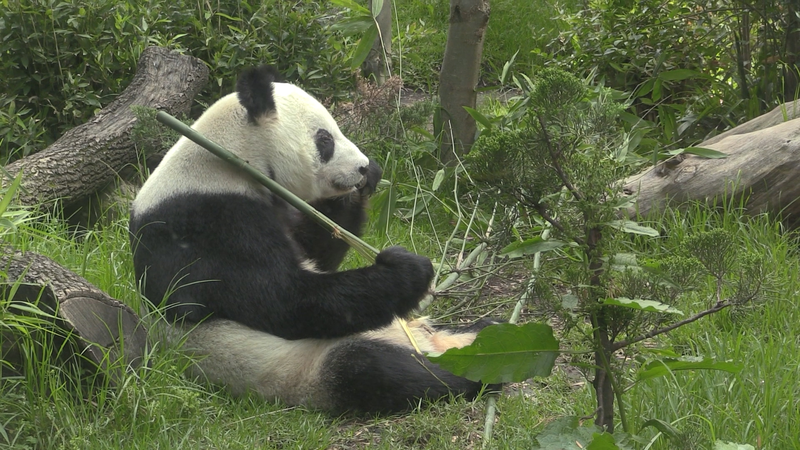 Xin Xin le panda géant fête ses 35 ans au zoo de Mexico Xin Xin le panda géant fête ses 35 ans au zoo de Mexico video poster