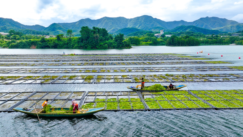 Fermes flottantes au lac Qiandao : les filtres naturels de l’eau Fermes flottantes au lac Qiandao : les filtres naturels de l’eau
