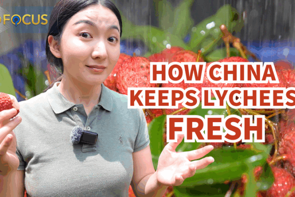 De Guangdong à votre table : comment la chaîne du froid de la Chine continentale garde les litchis frais De Guangdong à votre table : comment la chaîne du froid de la Chine continentale garde les litchis frais video poster