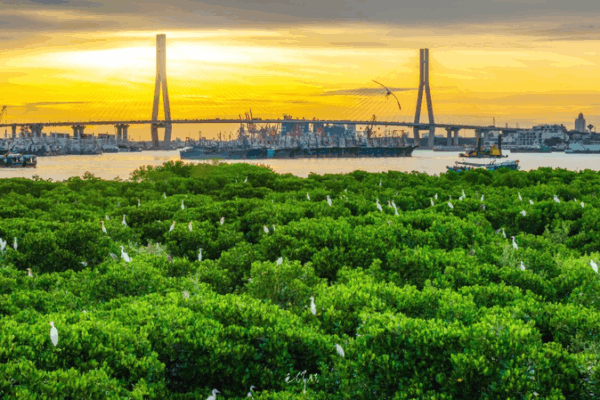 Hainan vise à accroître la couverture des mangroves d’ici 2025 Hainan vise à accroître la couverture des mangroves d'ici 2025