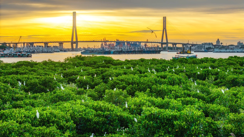 Hainan vise à accroître la couverture des mangroves d'ici 2025