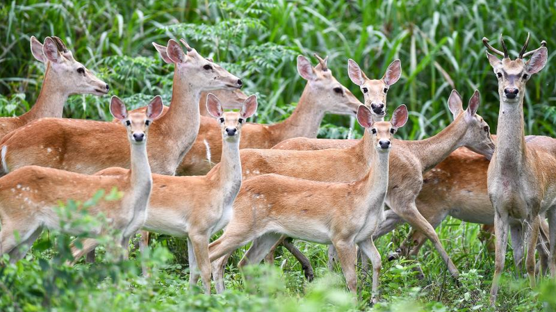 Les cerfs rares d’Eld de Hainan prospèrent dans la réserve naturelle de Bangxi Les cerfs rares d'Eld de Hainan prospèrent dans la réserve naturelle de Bangxi
