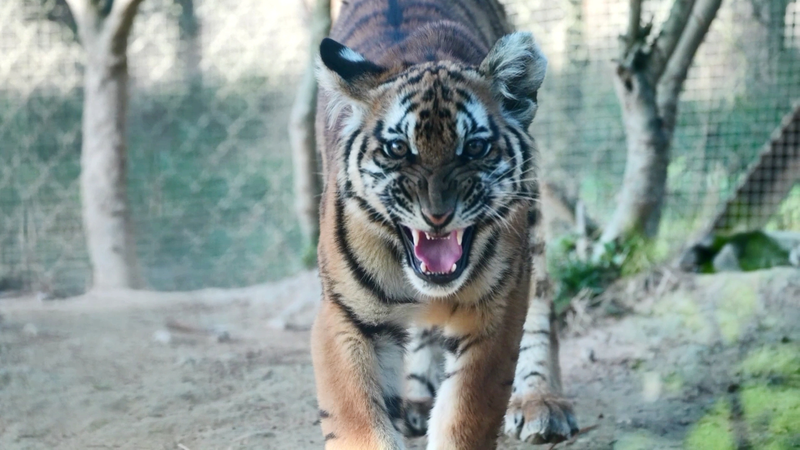 L’espoir renaît pour le tigre de Chine méridionale alors que le continent chinois ouvre une base de réensauvagement L'espoir renaît pour le tigre de Chine méridionale alors que le continent chinois ouvre une base de réensauvagement video poster