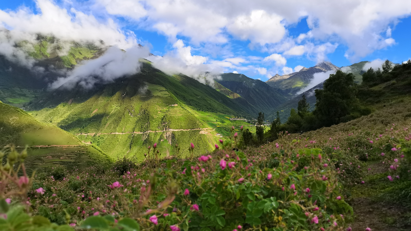 Roses de Damas sur le plateau du Xizang : Autonomisation des femmes et des communautés video poster