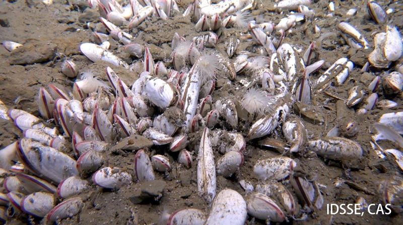 Des créatures mangeuses de produits chimiques trouvées à 10 000 m de profondeur Des créatures mangeuses de produits chimiques trouvées à 10 000 m de profondeur