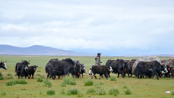Plateau Xizang : Yaks, Orge & une Économie Florissante Plateau Xizang : Yaks, Orge & une Économie Florissante