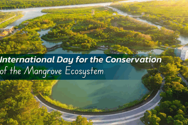 Protéger les mangroves : construire un bouclier de carbone bleu Protéger les mangroves : construire un bouclier de carbone bleu