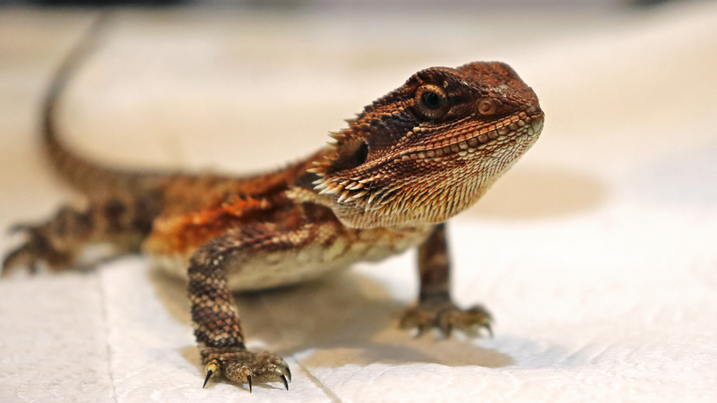 Les dragons barbus rapides font face à un risque de mort plus élevé, selon une étude Les dragons barbus rapides font face à un risque de mort plus élevé, selon une étude