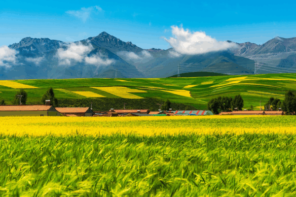 Le jeu de données sur les pâturages stimule la protection écologique sur le plateau Qinghai-Xizang Le jeu de données sur les pâturages stimule la protection écologique sur le plateau Qinghai-Xizang