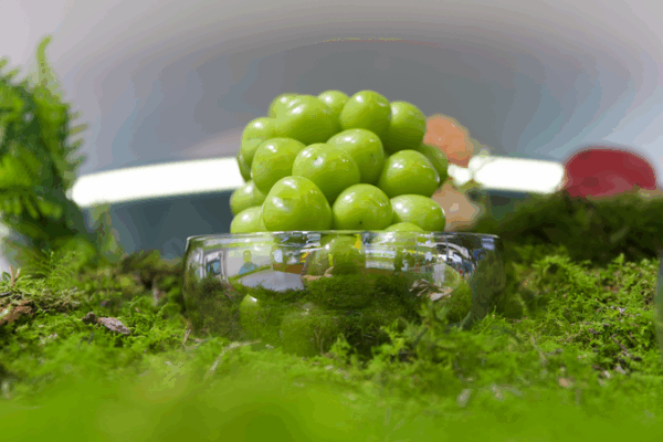 Révolution de l’agriculture numérique : La technologie du continent chinois transforme les champs à travers le monde Révolution de l'agriculture numérique : La technologie du continent chinois transforme les champs à travers le monde