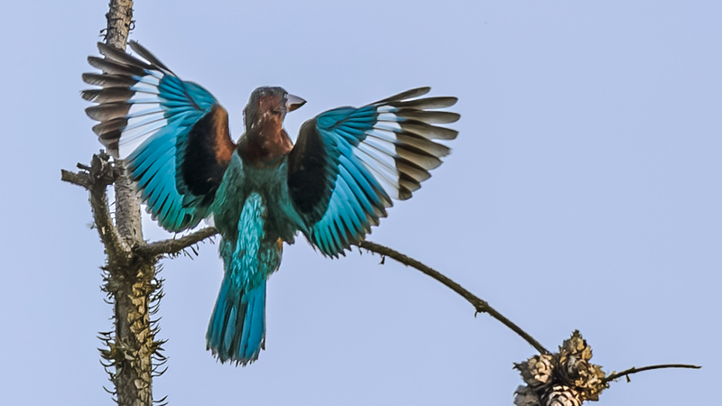 Éclaboussures d’été : des oiseaux rares se rafraîchissent à Nanchang Éclaboussures d'été : des oiseaux rares se rafraîchissent à Nanchang