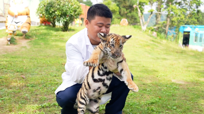 Décoder le Rugissement : Pouvez-vous Comprendre le Message d’un Tigre ? Décoder le Rugissement : Pouvez-vous Comprendre le Message d’un Tigre ? video poster
