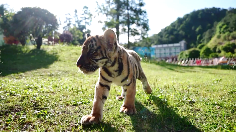 Le tigre de Chine méridionale en danger au centre de la scène avec de nouvelles éco-tours Le tigre de Chine méridionale en danger au centre de la scène avec de nouvelles éco-tours video poster