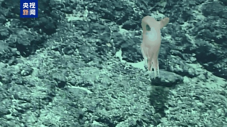 Les scientifiques de la Chine continentale découvrent une nouvelle espèce de poulpe Dumbo Les scientifiques de la Chine continentale découvrent une nouvelle espèce de poulpe Dumbo