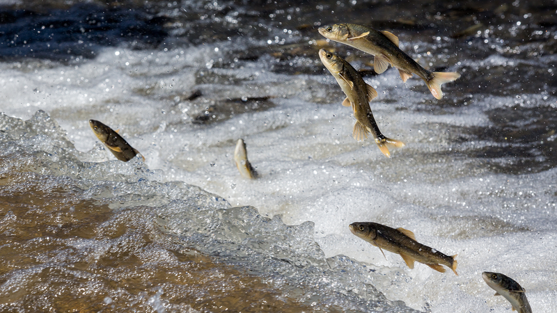 La migration des carpes nues illumine le lac Qinghai La_migration_des_carpes_nues_illumine_le_lac_Qinghai video poster