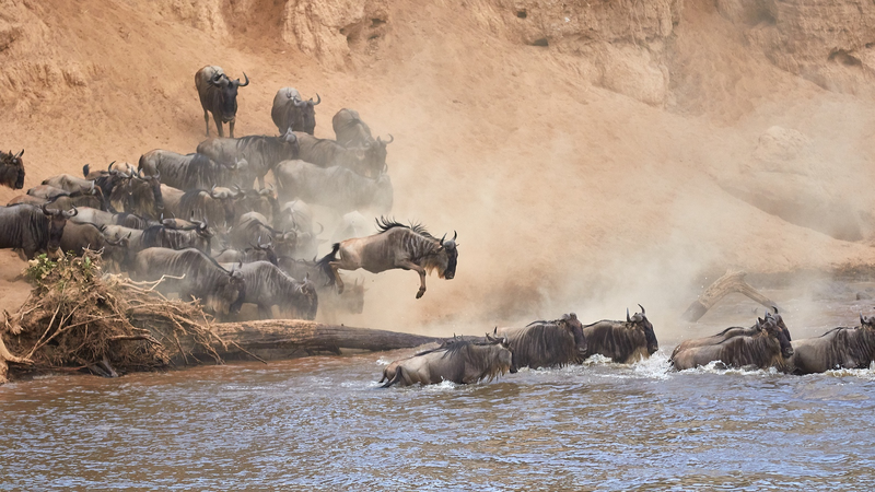 Le Kenya intensifie sa campagne touristique alors que la migration des gnous commence Le_Kenya_intensifie_sa_campagne_touristique_alors_que_la_migration_des_gnous_commence