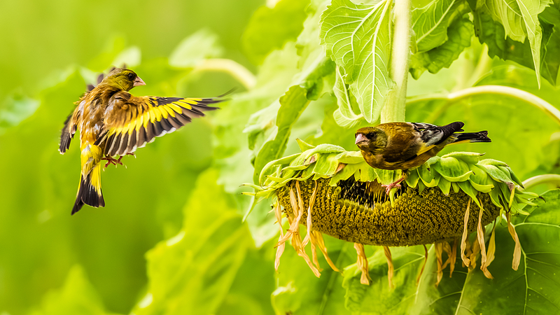 Les champs de tournesols du Jiangxi accueillent des vols d’oiseaux Les_champs_de_tournesols_du_Jiangxi_accueillent_des_vols_d_oiseaux