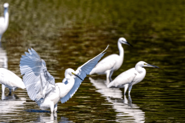 Les zones humides de Changjiang Haiwei : le havre verdoyant de Hainan pour les oiseaux migrateurs Les_zones_humides_de_Changjiang_Haiwei___le_havre_verdoyant_de_Hainan_pour_les_oiseaux_migrateurs