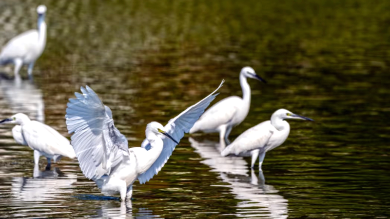 Les_zones_humides_de_Changjiang_Haiwei___le_havre_verdoyant_de_Hainan_pour_les_oiseaux_migrateurs