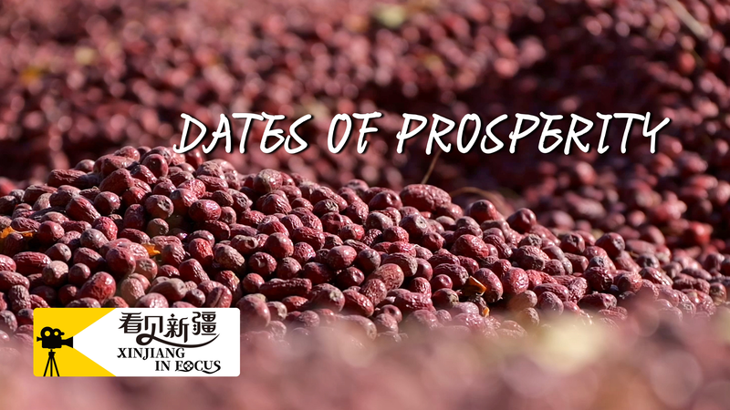 Les jujubes de Xinjiang : Récolte de prospérité au village de Gule Airike Les jujubes de Xinjiang : Récolte de prospérité au village de Gule Airike video poster