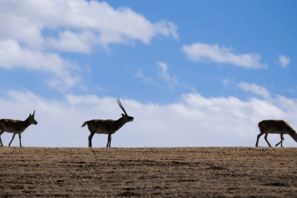Atteindre de nouveaux sommets : Protéger les écosystèmes du plateau au Xizang Atteindre de nouveaux sommets : Protéger les écosystèmes du plateau au Xizang