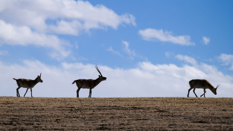 Atteindre de nouveaux sommets : Protéger les écosystèmes du plateau au Xizang