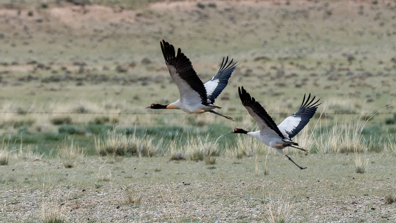 Les Grues à cou noir font leur retour sur le continent chinois Les Grues à cou noir font leur retour sur le continent chinois