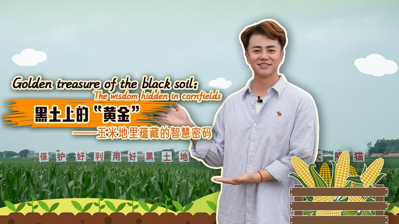 Comment l’agriculture intelligente débloque le trésor doré des champs de maïs de Jilin Comment l'agriculture intelligente débloque le trésor doré des champs de maïs de Jilin video poster