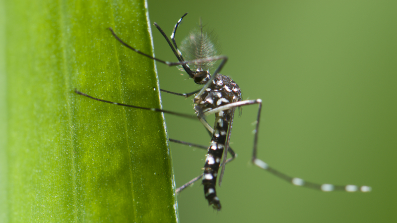 Fièvre Chikungunya : Conseils malins pour rester en sécurité lors de la montée à Foshan Fièvre Chikungunya : Conseils malins pour rester en sécurité lors de la montée à Foshan