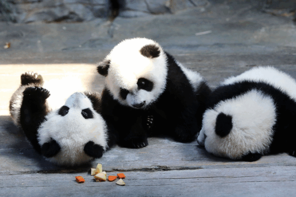 11e anniversaire des seuls triplés pandas survivants au monde 11e anniversaire des seuls triplés pandas survivants au monde video poster