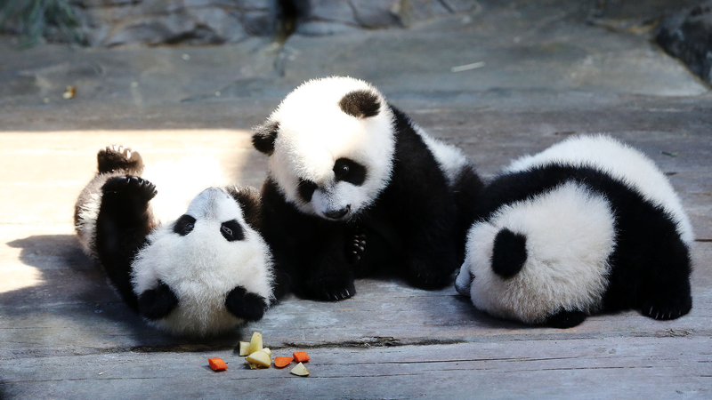 11e anniversaire des seuls triplés pandas survivants au monde video poster