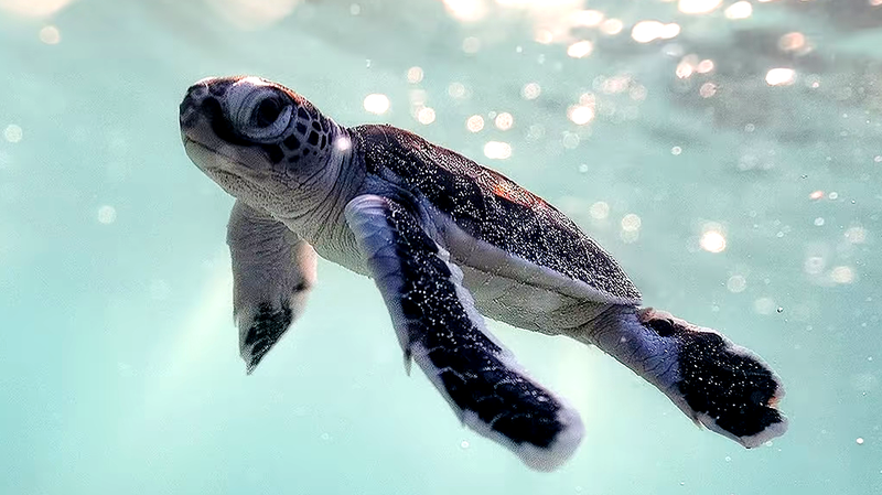Retour des tortues vertes pour pondre aux îles Xisha alors que les récifs se rétablissent Retour des tortues vertes pour pondre aux îles Xisha alors que les récifs se rétablissent