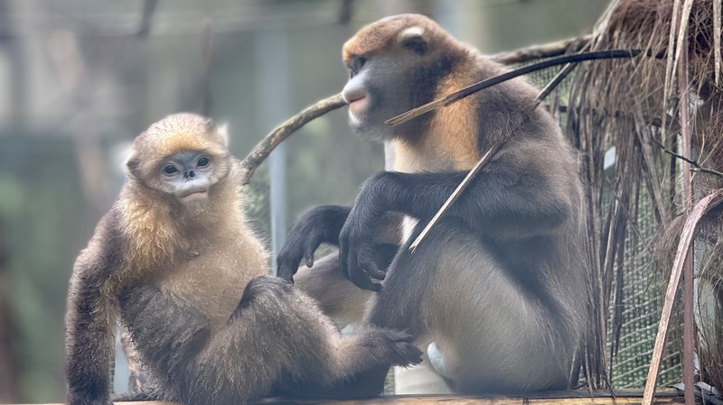 Montée Saisonnière : Protéger les Singes Rhinopithèques du Guizhou Montée Saisonnière : Protéger les Singes Rhinopithèques du Guizhou