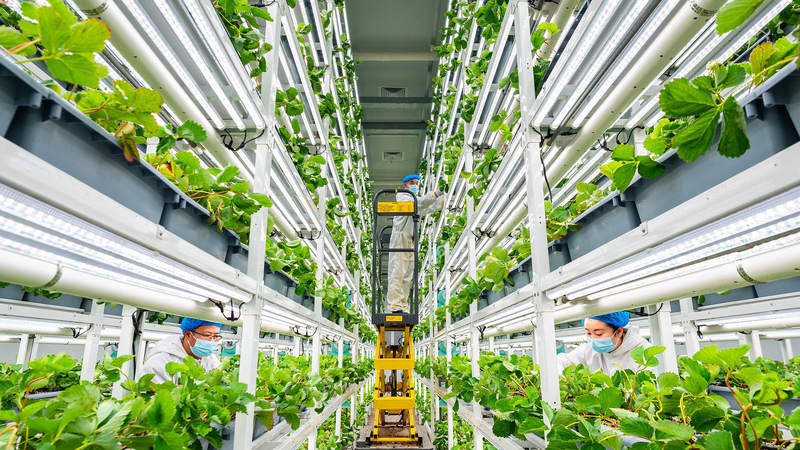 Révolution Agri-Tech : La Chine Continentale Alimente la Sécurité Alimentaire Mondiale